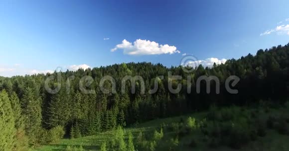 飞过山顶上的松林空中景观视频的预览图