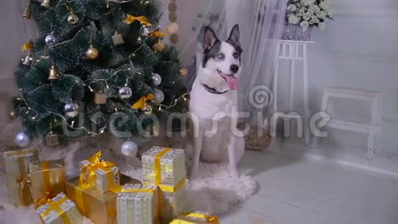 可爱的哈士奇狗靠近新年树守卫圣诞礼物视频的预览图