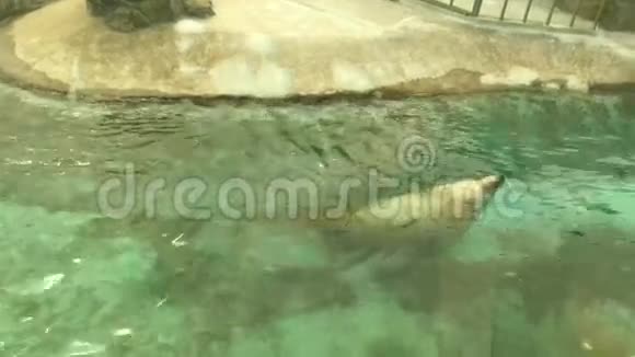 海水中游泳的海狮视频的预览图