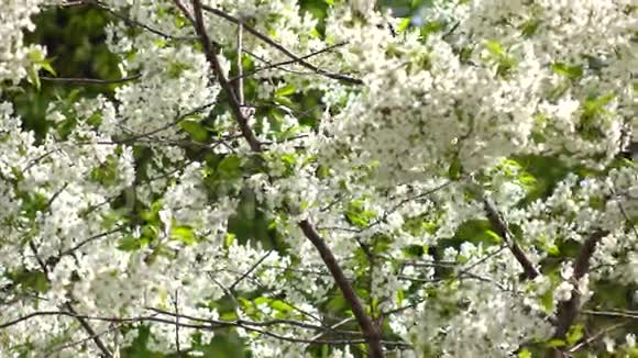 在阳光明媚的4K拍摄的樱花园视频的预览图