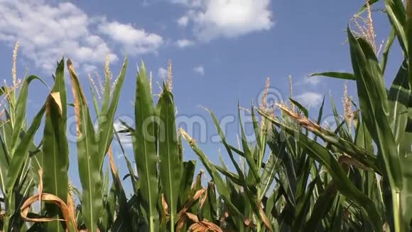 夏日阳光下的绿玉米地视频的预览图