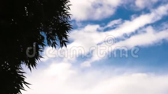 剪影的叶子在风中飘扬视频的预览图