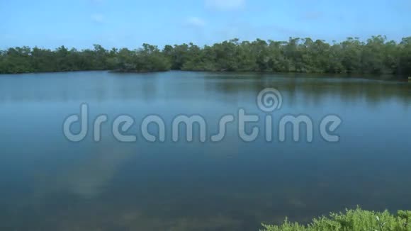 佛罗里达湿地沼泽5个湿地的时间间隔1视频的预览图