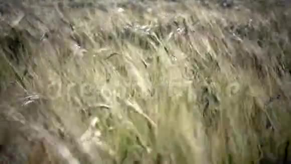 在阳光明媚的夏天风吹动成熟的小麦和黑麦的耳朵关闭视频的预览图