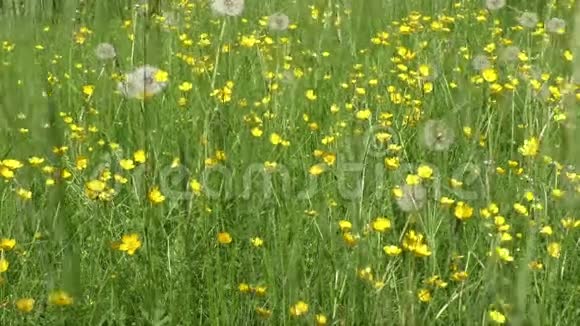 草地和夏日的黄色黄油花视频的预览图