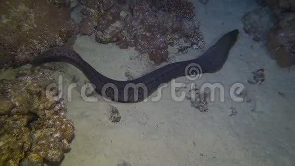 一条巨大的鳗鱼视频的预览图