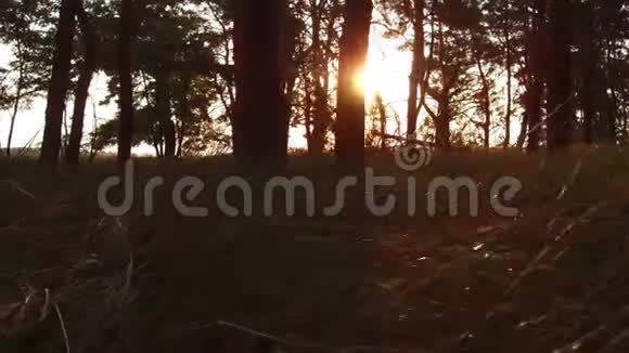林松动的阳光刺眼秋天的日出大自然美丽的风景稳定的镜头动作视频视频的预览图