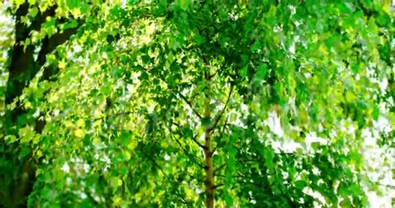 桦树背光的蒙太奇脚架视频的预览图