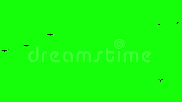 飞鸟的剪影色度键视频的预览图