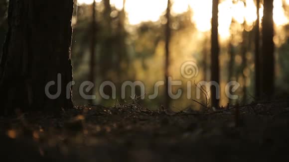 日出之林夕阳之海中的松树视频的预览图