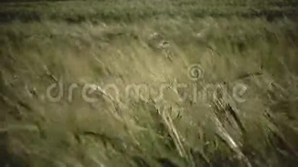 在阳光明媚的夏天风吹动成熟的小麦和黑麦的耳朵关闭视频的预览图