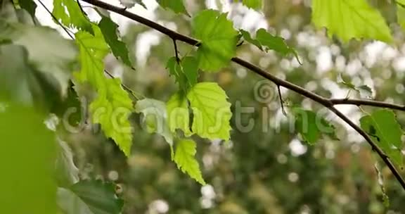 俄罗斯桦树的枝条绿叶在风中移动视频的预览图
