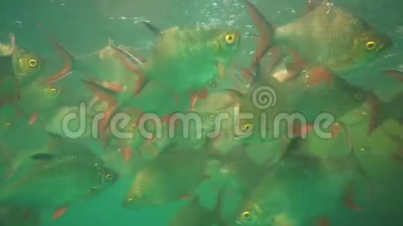 SuratThani省KhaoSok国家公园Ratchaprapa水坝的Oreochromisniloticus池塘中的尼视频的预览图