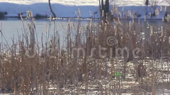 冬天的湖上干燥的芦苇阳光下的芦苇冬湖的日光反射视频的预览图