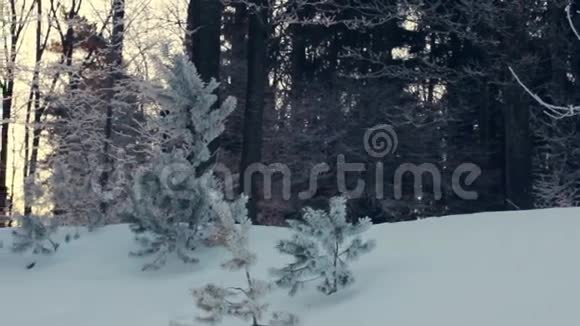 冬天森林里的阳光雪景中的背光树森林日落视频的预览图
