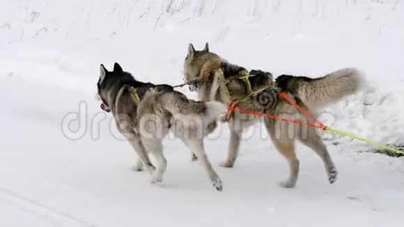 赛车雪橇哈士奇狗视频的预览图