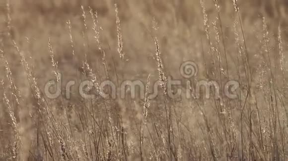 南非卡拉哈里地区风吹沙草的录像片段视频的预览图
