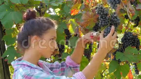 年轻女子采摘葡萄视频的预览图