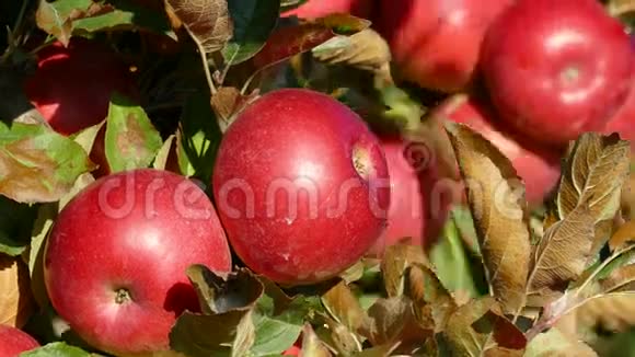 枝上的红甜苹果视频的预览图