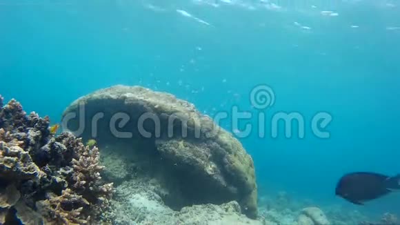 奇妙的吉利珊瑚礁奇异的鱼视频的预览图