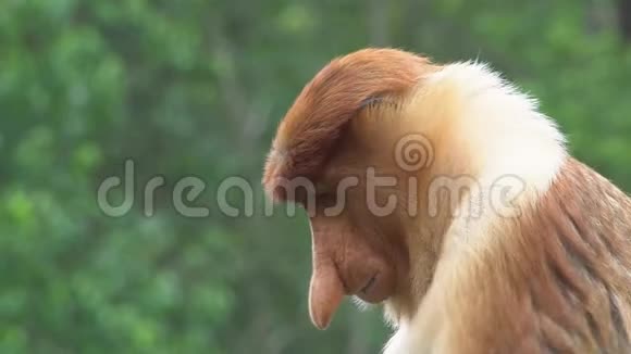马罗伯诺西斯猴的肖像濒危野生动物视频的预览图