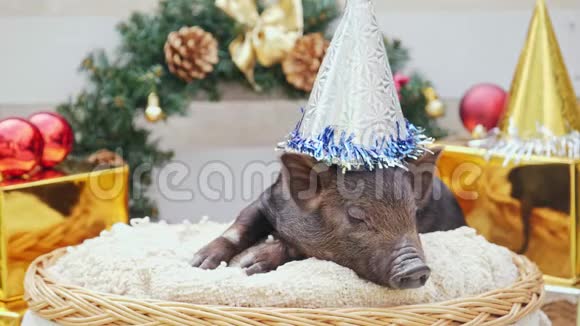 一只戴着圣诞帽的小猪躺在篮子里视频的预览图