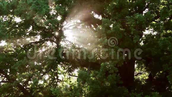 日落时分阳光透过橡树视频的预览图