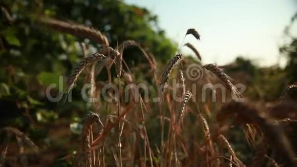 麦田环绕葡萄园2视频的预览图