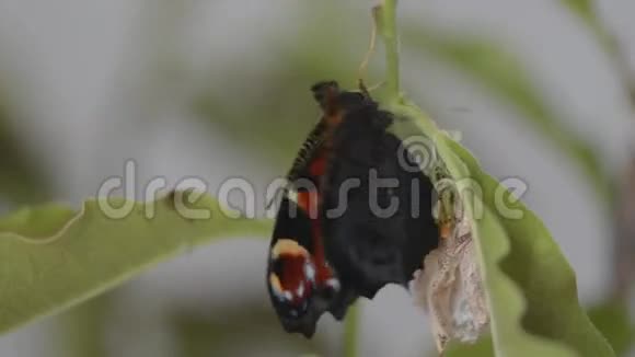 孔雀蝶出现视频的预览图