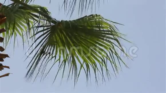 棕榈树覆盖着蓝天视频的预览图