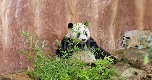 熊猫在动物园吃竹子视频的预览图