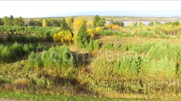 秋天的风景晴天河岸的秋树视频的预览图