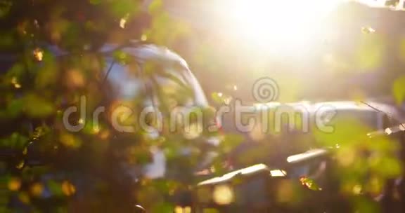 在停着的汽车前随风飘动的榆树叶子的离焦镜头拍摄的是太阳视频的预览图