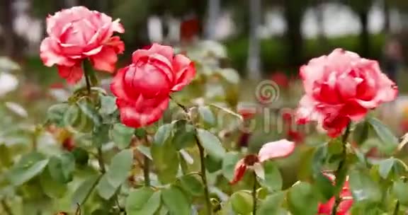城市公园花园里的深粉红色玫瑰视频的预览图