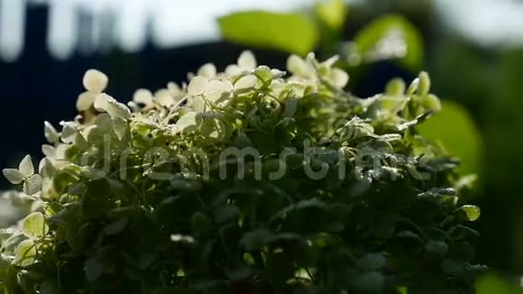 绿色灌木白色小花视频视频的预览图