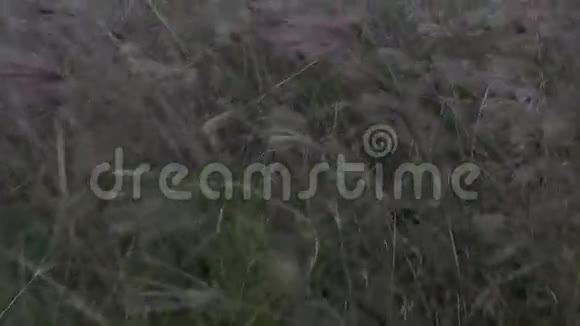 草地上的猫尾巴慢动作夹2视频的预览图
