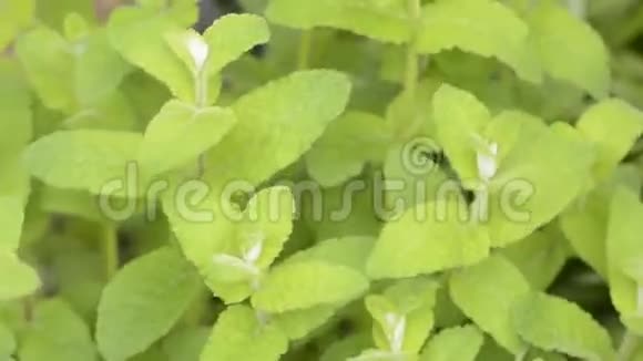 苹果薄荷植物视频的预览图