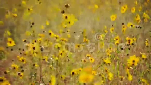 野生花卉夹3时间推移视频的预览图
