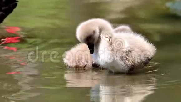小黑天鹅在湖里游泳可爱的毛茸茸的天鹅漂浮在水面上4k镜头慢动作视频的预览图