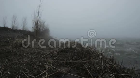 雾中烧水温泉黑狗3视频的预览图