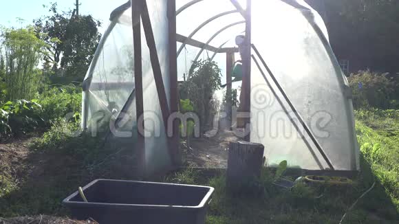 在夏季花园的温室里穿短裤的女园丁用浇水罐浇灌植物4K视频的预览图