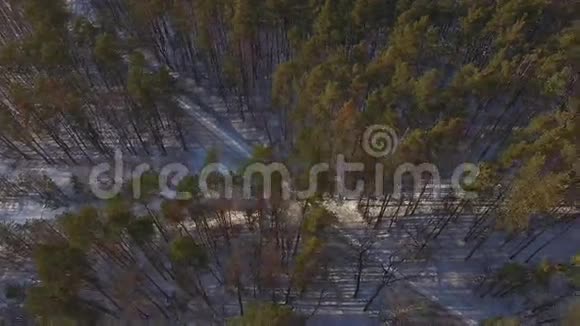 雪松林之间的空中公路视频的预览图