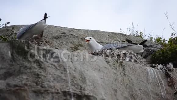 夏季在悬崖边筑巢的黑腿小猫尾鸟视频的预览图