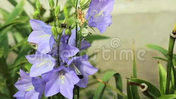房子附近的花坛上的紫色花朵在苍蝇的花瓣上爬行视频的预览图
