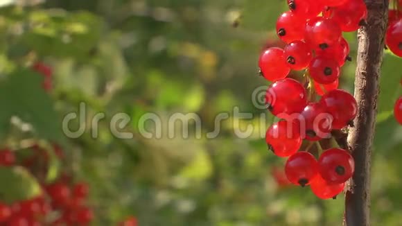 花园里灌木丛上的熟红色醋栗视频的预览图