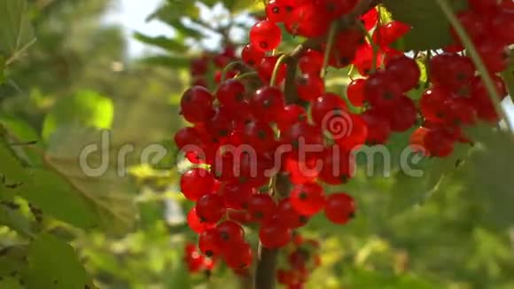 花园里灌木丛上的熟红色醋栗视频的预览图