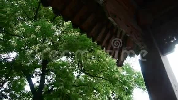 中国古建筑屋檐下郁郁葱葱的绿树微风吹拂着树叶视频的预览图