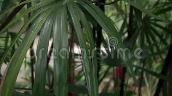 绿油油的棕榈树叶子视频的预览图