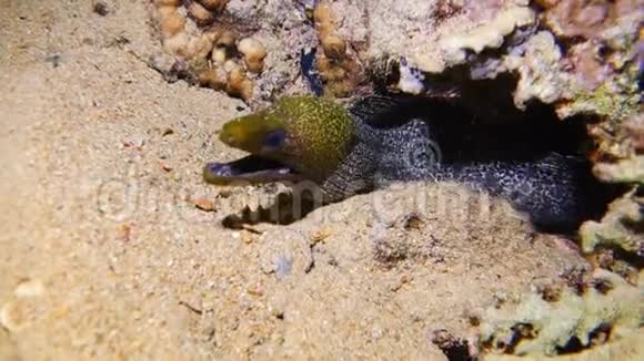 一条巨大的鳗鱼视频的预览图