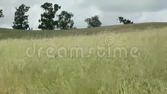 阴天的草地视频的预览图